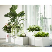 專注室內(nèi)綠植服務(wù)8年，綠植租賃，免費(fèi)養(yǎng)護(hù)，一站式商務(wù)空間